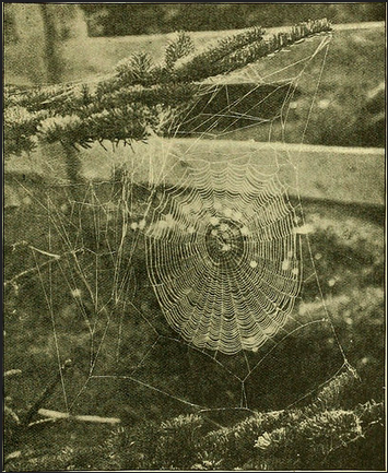 Spider web for Denver Pest Control